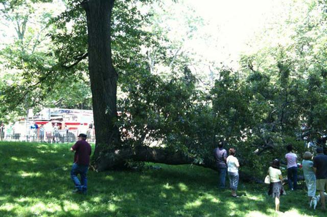 A fallen tree branch in Central Park